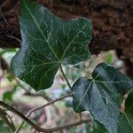 Hedera hibernica Blad