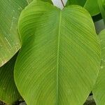 Calathea lutea Folio