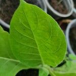 Nicotiana tabacum Leaf