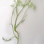 Pimpinella saxifragaBlad