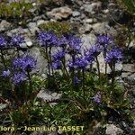 Phyteuma hemisphaericum Habitus