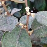 Elaeagnus macrophylla Flor