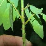 Desmodium tortuosum Kabuk