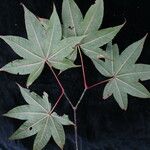 Acer campbellii Kita