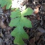 Solanum dimidiatum برگ