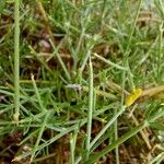 Genista fasselata Jani