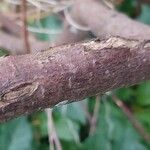 Rhus aromatica Bark