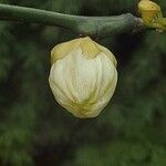 Citrus trifoliata फूल