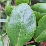 Psorospermum febrifugum Blatt