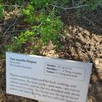 Pinus edulis Hábito