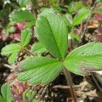 Fragaria chiloensis 葉