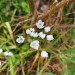 Allium massaessylum Blomma