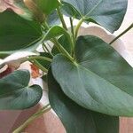 Anthurium nymphaeifolium Blad