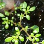 Pilea microphyllaFolha