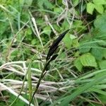 Carex nigra Blüte