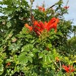 Tecomaria capensis Blüte