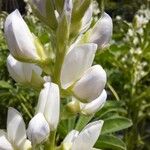 Lupinus albus 花