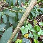 Chromolaena laevigata 树皮
