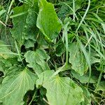 Plantago major Лист