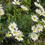 Tanacetum cinerariifolium Blüte