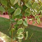 Peperomia serpens Leaf