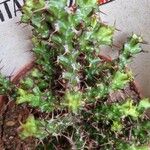 Euphorbia lenewtonii Ліст