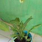 Spathiphyllum friedrichsthalii Blatt