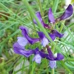 Vicia onobrychioides Folha