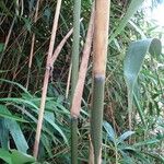 Phyllostachys sulphurea Casca