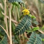 Chamaecrista fallacina Flower