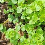 Veronica officinalis Leaf