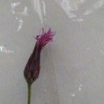 Crupina crupinastrum Flower