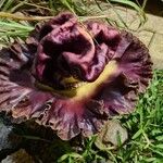 Amorphophallus paeoniifolius 花