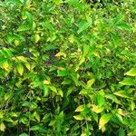 Acalypha siamensis Leaf