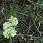 Asclepias stenophylla Květ