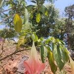 Brugmansia suaveolens Цветок