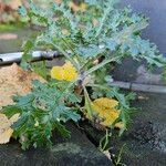 Senecio vernalis Hábito