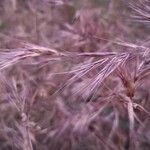 Bromus madritensisبرگ