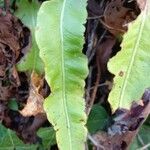 Asplenium scolopendrium Feuille