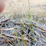 Littorella uniflora Leaf