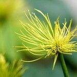 Cyperus haspan Blad