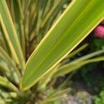 Phormium tenax Foglia