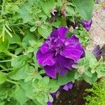 Petunia spp. Flower