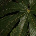 Pourouma bicolor Leaf
