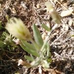 Xeranthemum cylindraceum Habit