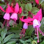 Fuchsia × standishii Çiçek