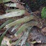 Coelogyne imbricata Kůra