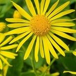 Doronicum austriacumBlodyn