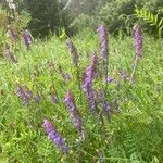 Vicia tenuifolia Fleur