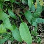 Alisma lanceolatum Leaf